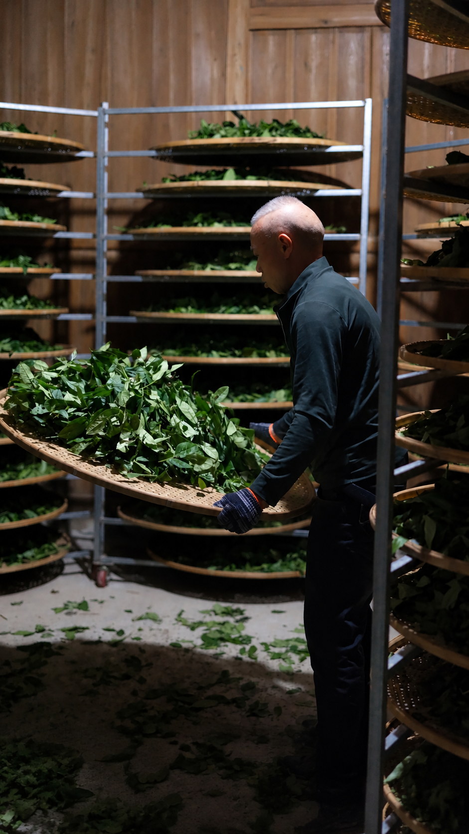A person holding a tray of green leaves between racks of trays