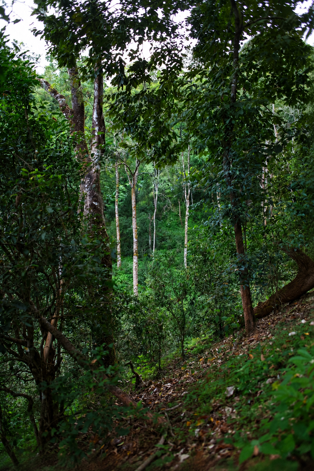 Wooded hillside with trees and dense green foliage