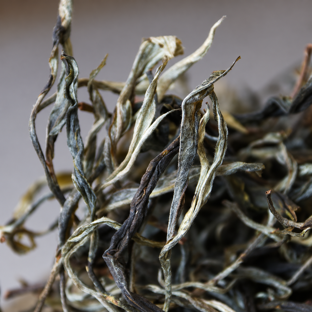 Close view of twisted dry tea leaves and pale buds