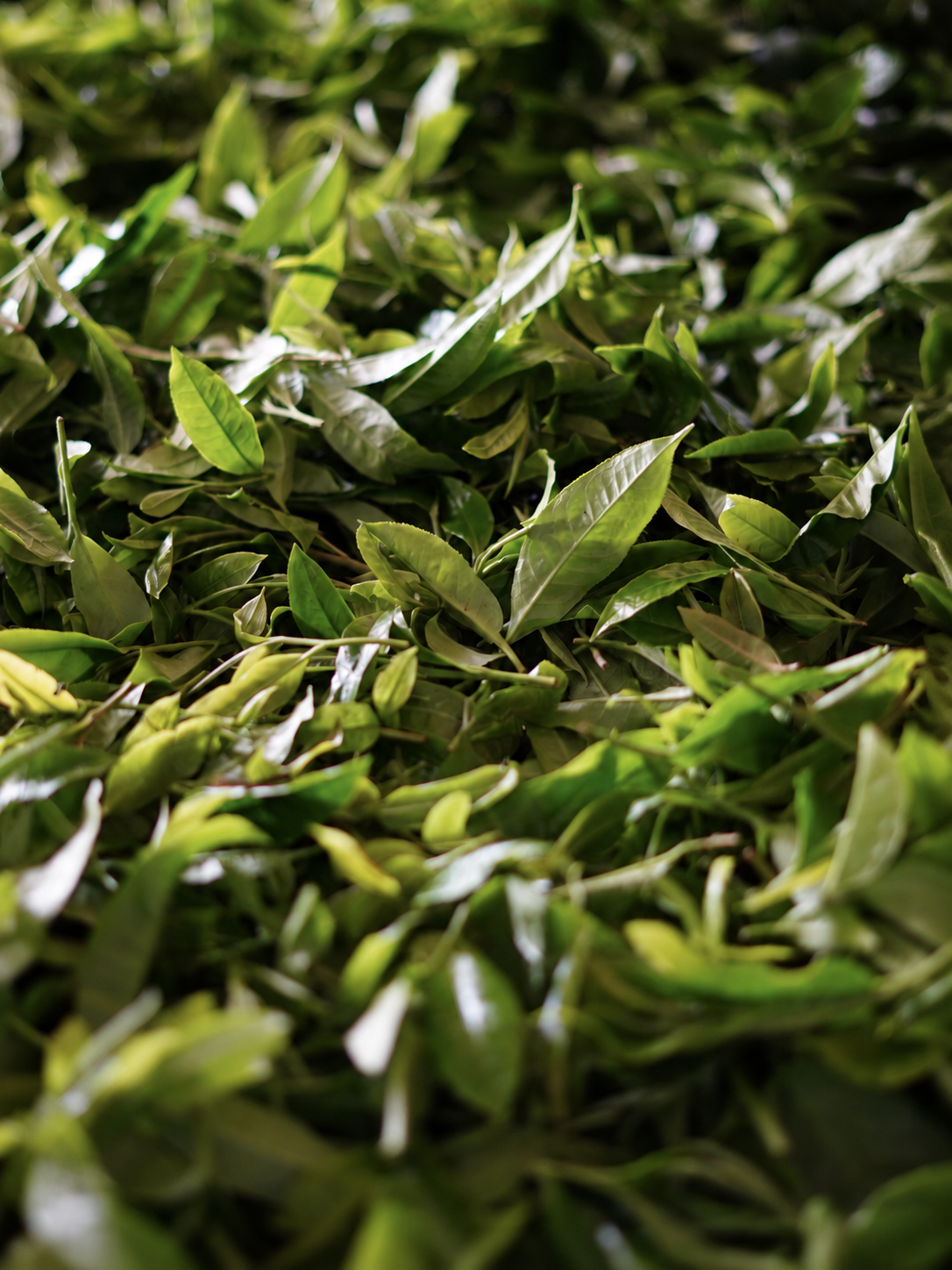 Green tea leaves and stems spread together