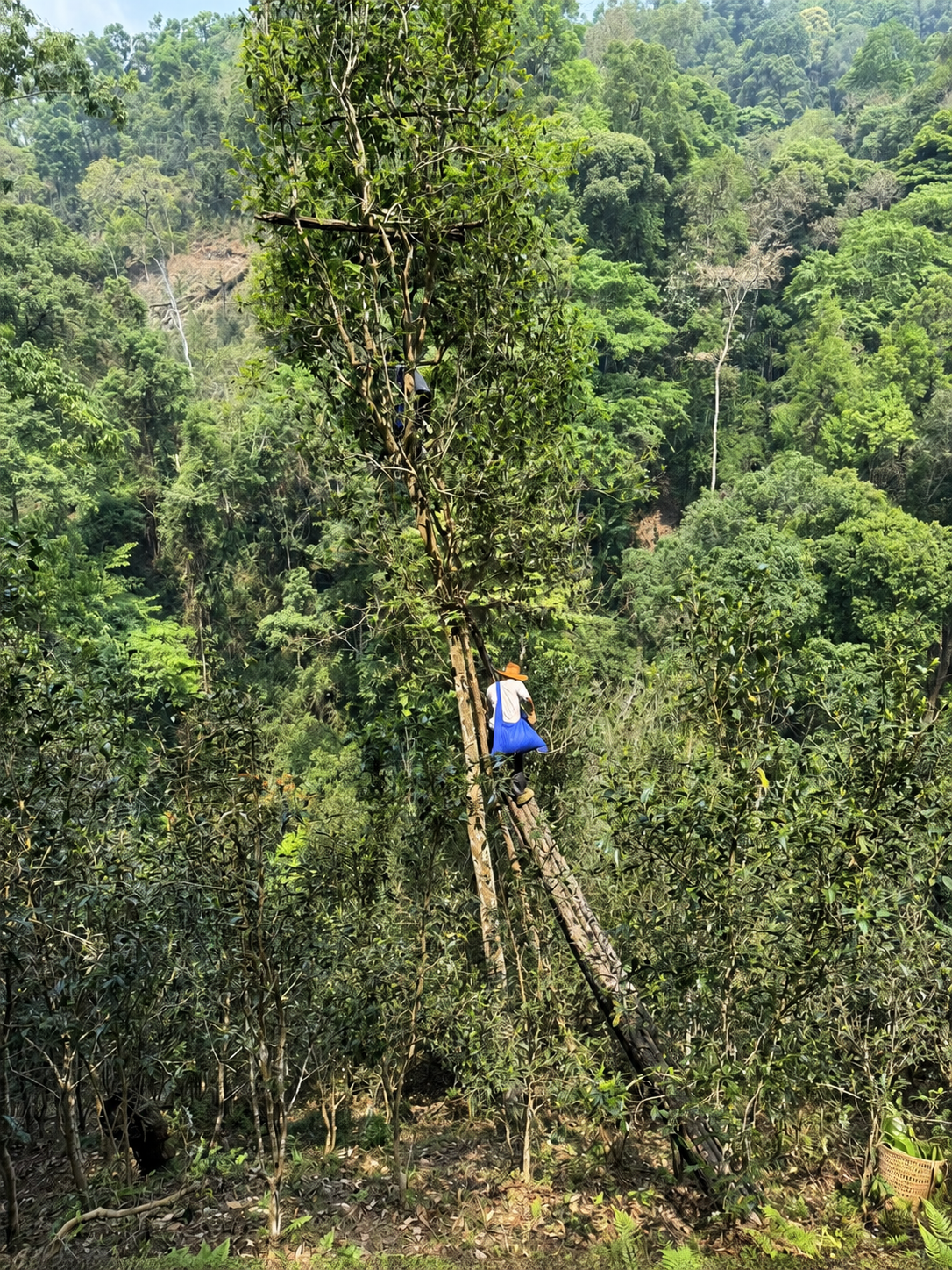 Person with an orange hat and blue bag beside a tall tree on a wooded hillside
