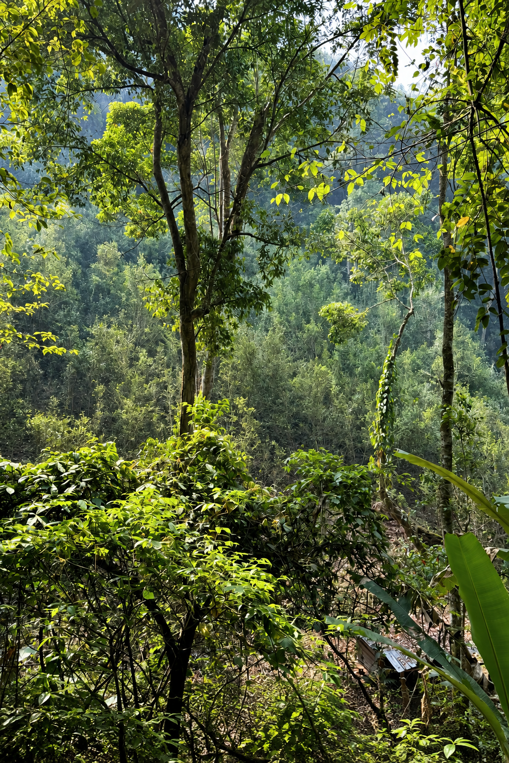 Sunlight among tree trunks and green hillside foliage