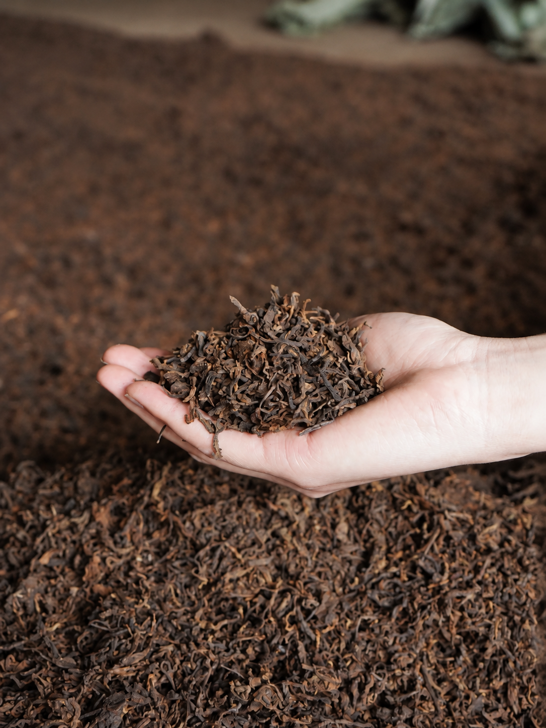 Open hand holding brown tea leaves above a spread of brown leaf material