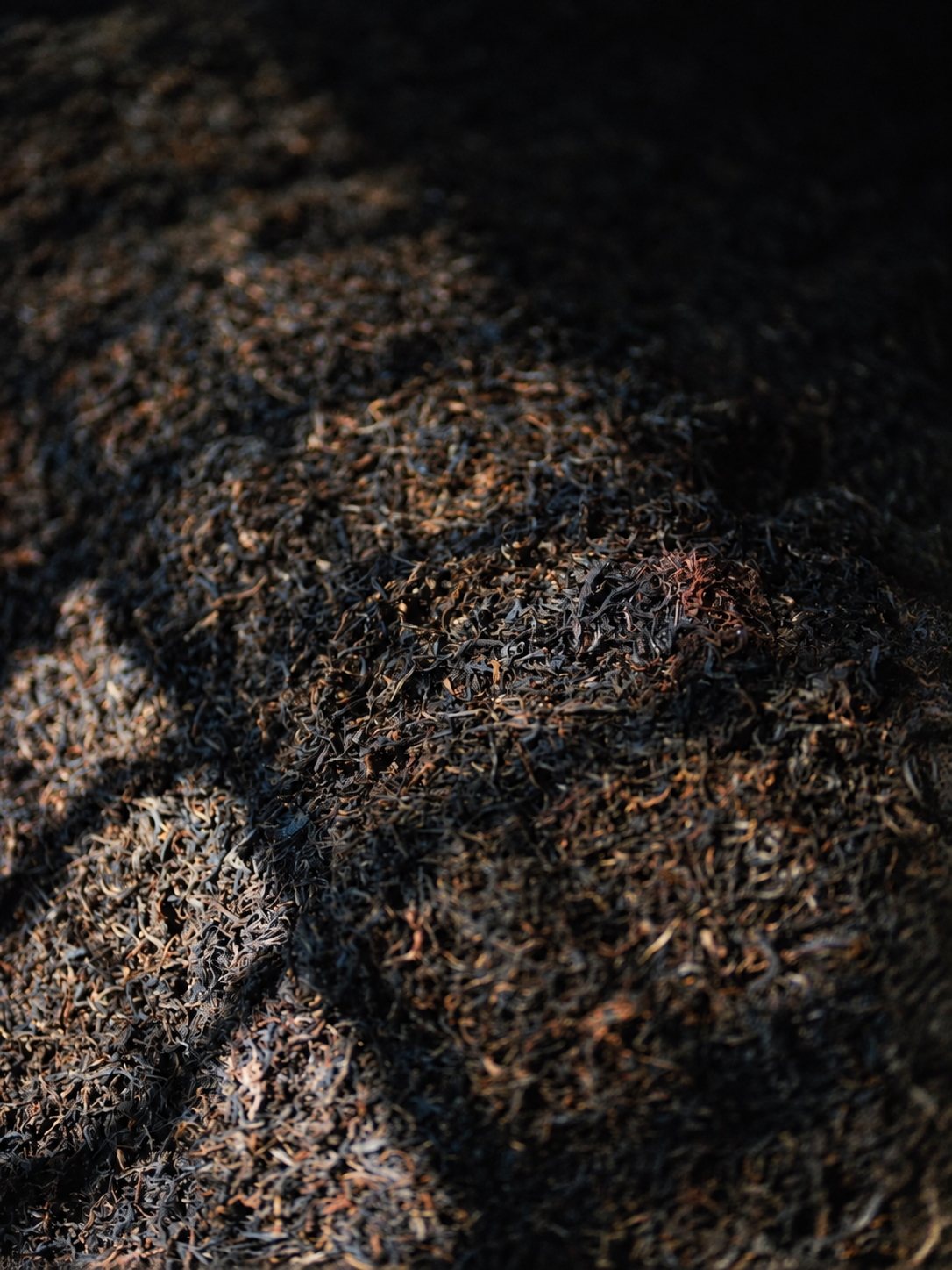Ridges of dark brown tea material