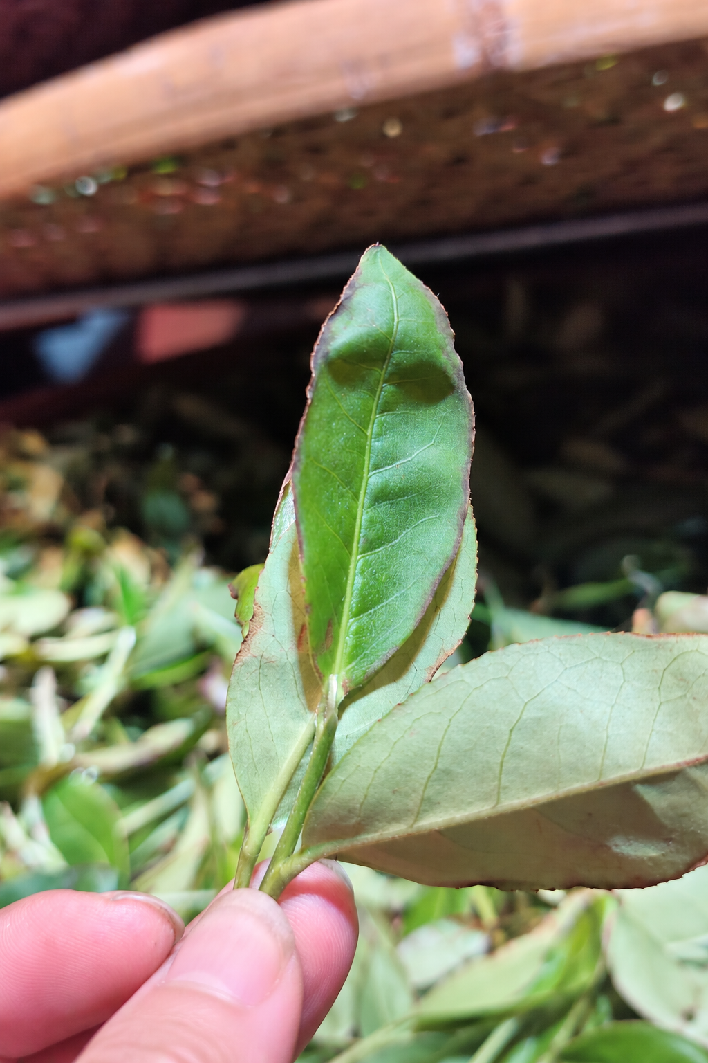 A green tea leaf with reddish edges held above a basket