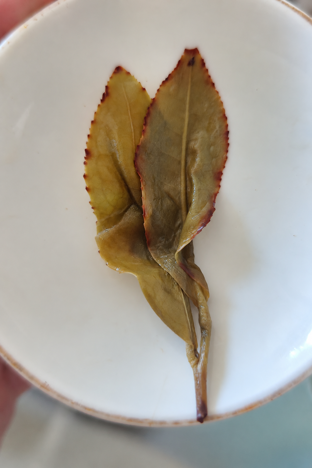 Two opened tea leaves with reddish margins on a white dish