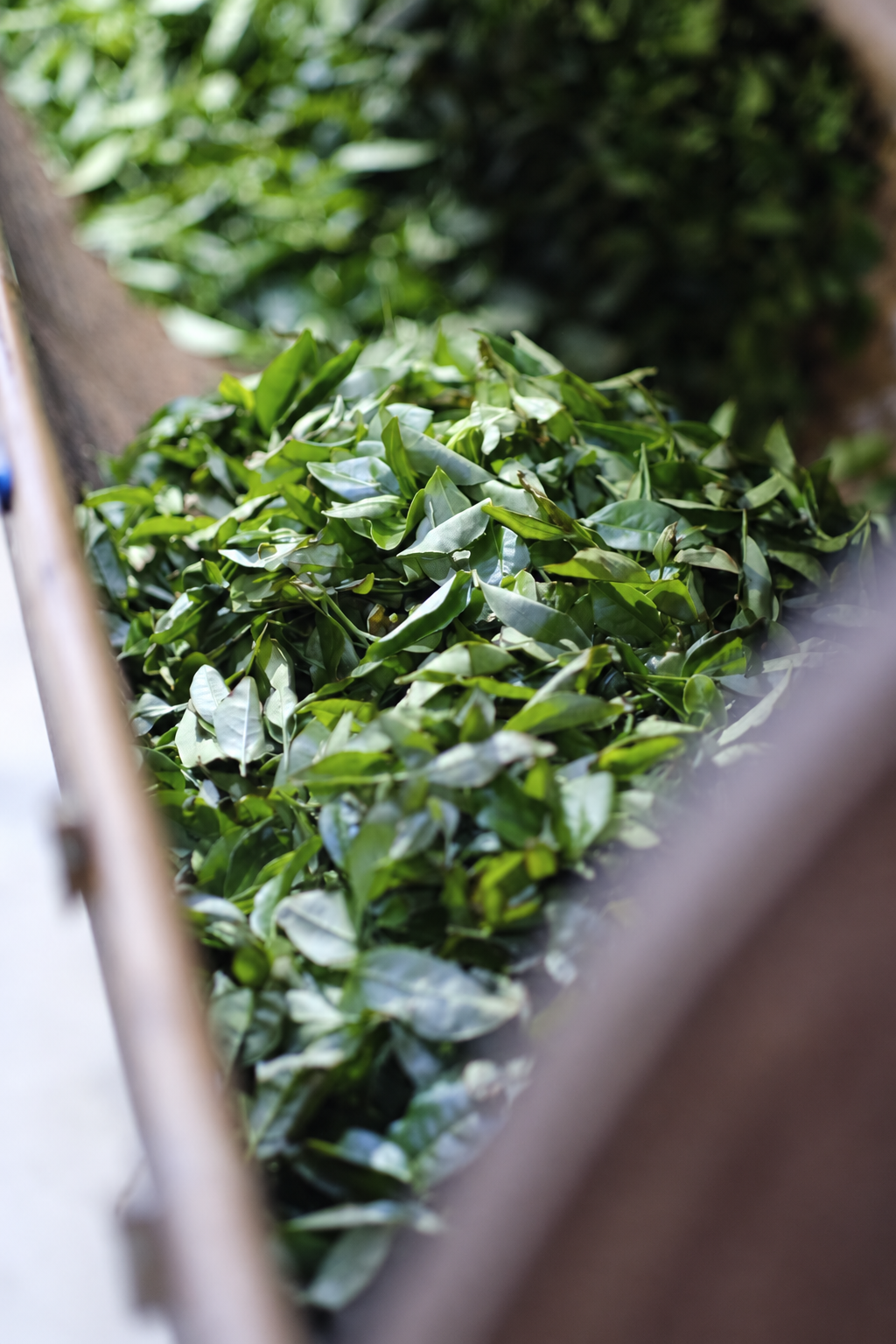 Green leaves gathered in a woven basket