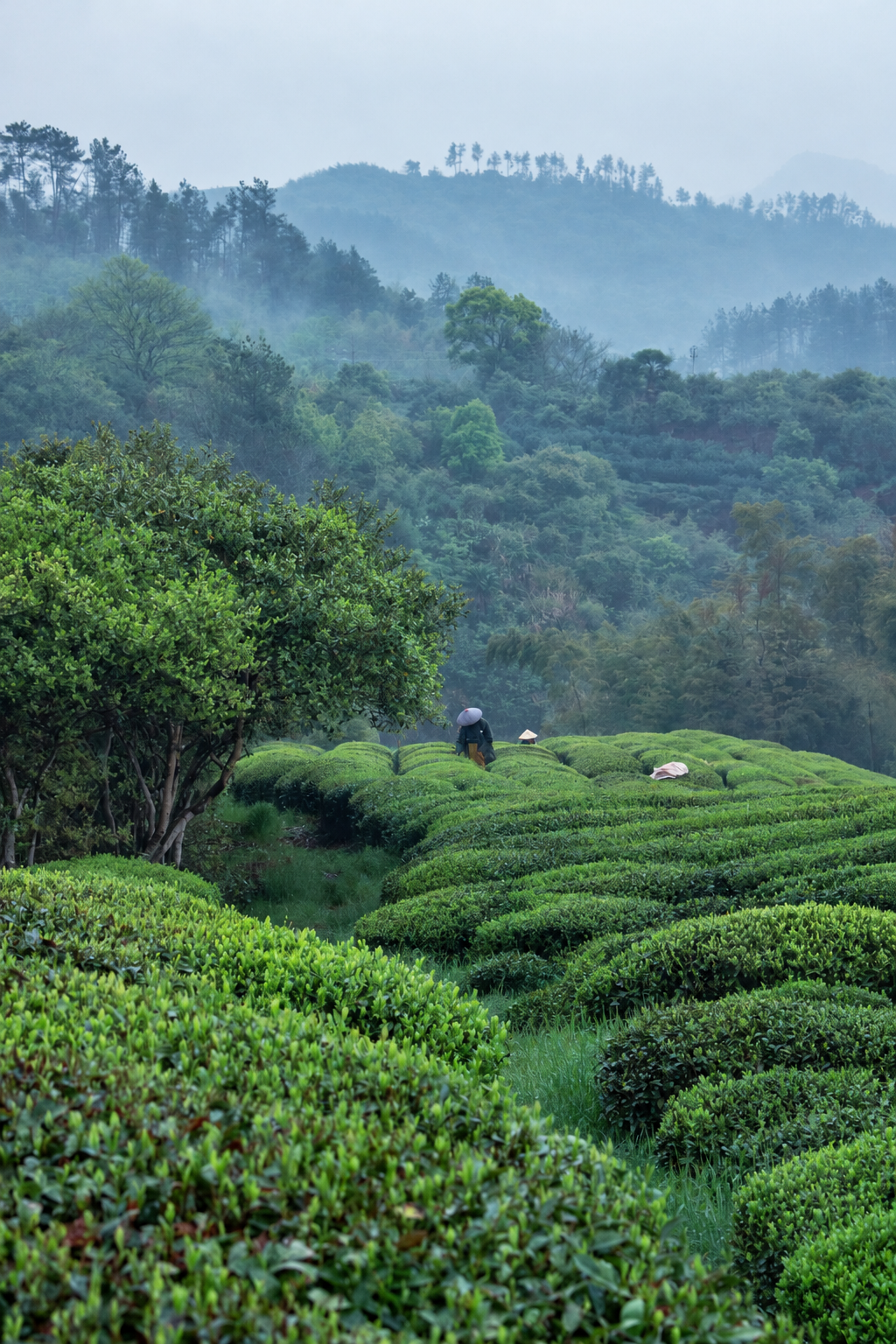 Tea garden rows with people among misty wooded hills