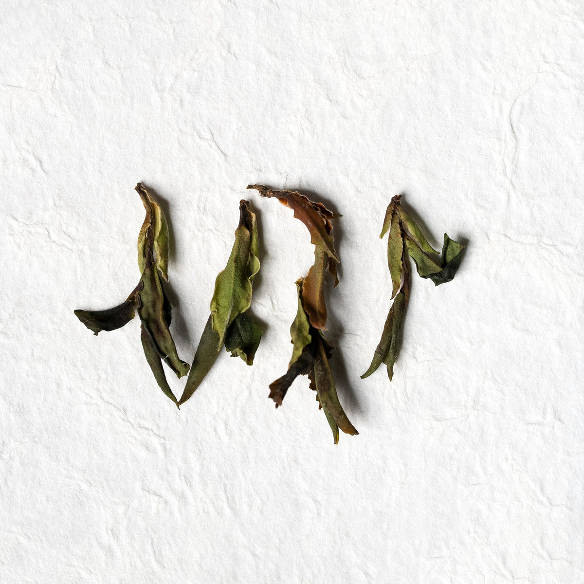 Close view of individual Wild Forest Sun-Dried White Tea leaves